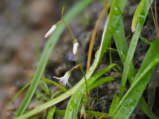 圖為廣西肺筋草。（廣西壯族自治區(qū)中醫(yī)藥研究院供圖）