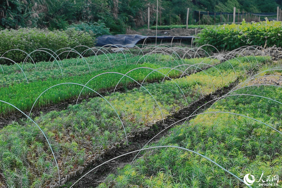 清流縣保障性苗圃的育苗區(qū)。人民網(wǎng) 楊灝昱攝