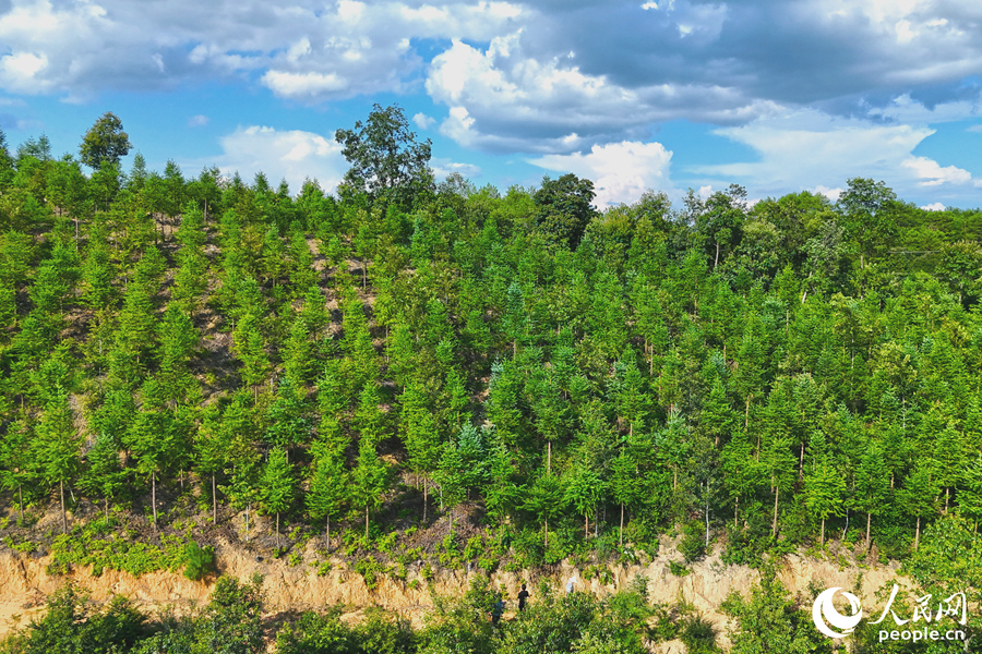 “一林三吃”的經(jīng)營模式豐富了林下經(jīng)濟的多樣性。人民網(wǎng) 李昌乾攝