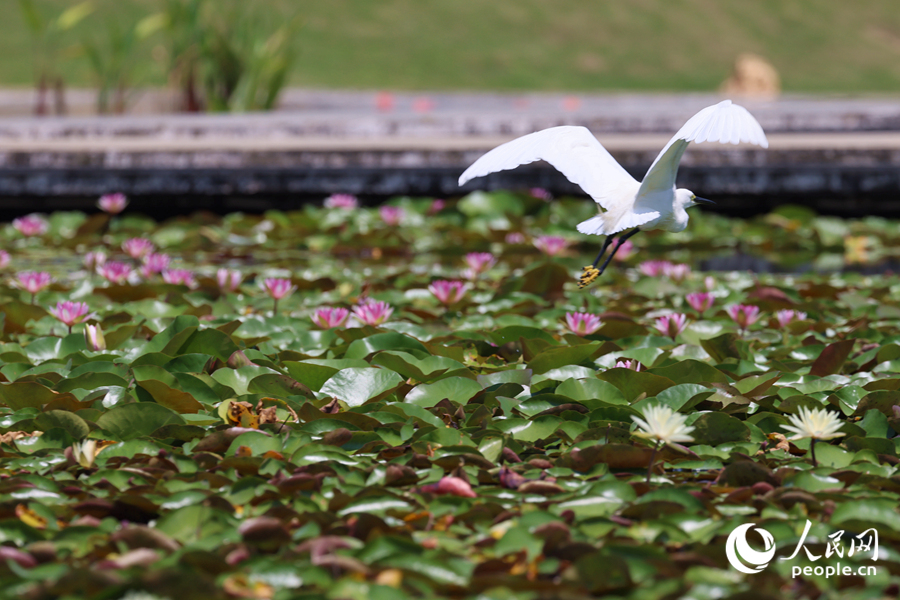 彩蓮滿塘鷺鳥(niǎo)飛。人民網(wǎng)記者 陳博攝