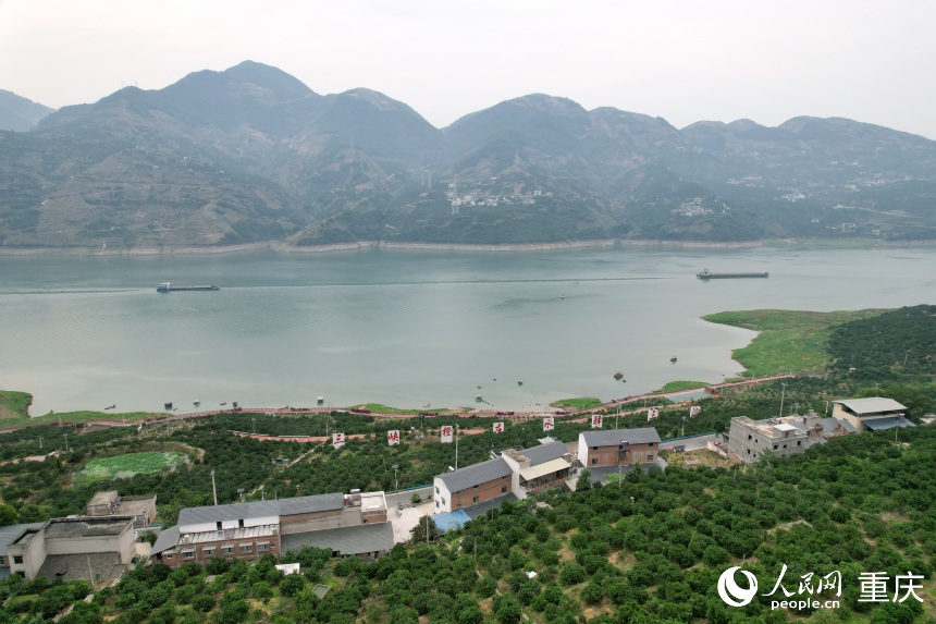 三沱村正以“三峽橙莊”建設為契機，描繪鄉(xiāng)村振興新圖景。人民網記者 劉政寧攝