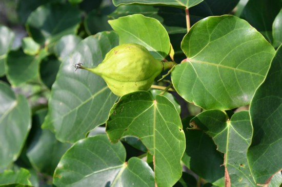 圖為石山油桐。（廣西壯族自治區(qū)中醫(yī)藥研究院供圖）