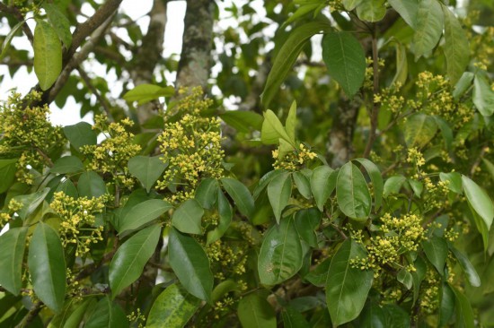 圖為廣西割舌樹(shù)。（廣西壯族自治區(qū)中醫(yī)藥研究院供圖）