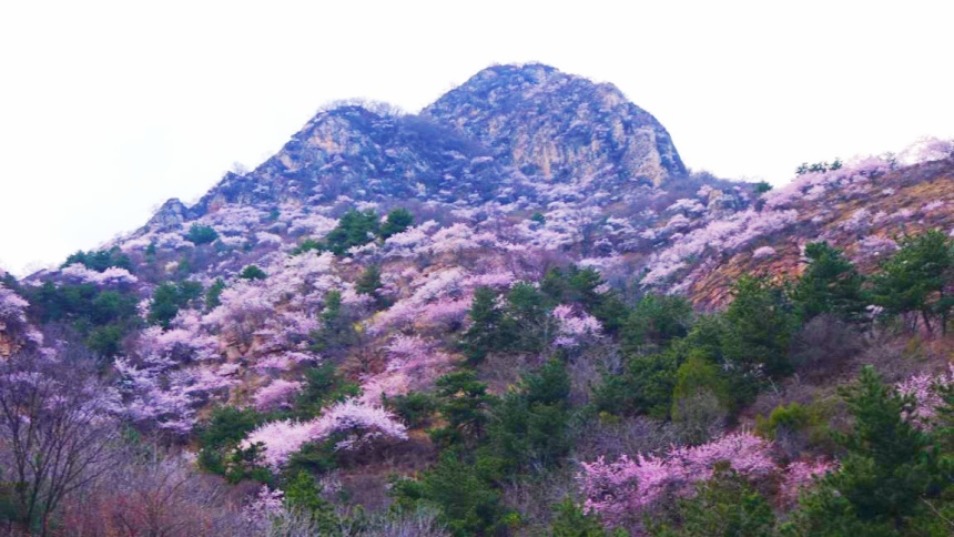 武安市東太行百里畫廊里的山桃花。李樹(shù)鋒攝