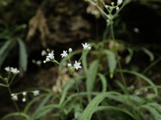 圖為線葉度量草。（廣西壯族自治區(qū)中醫(yī)藥研究院供圖）