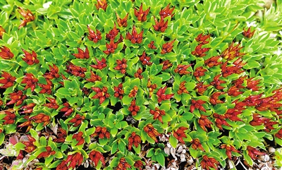 青藏墊柳。資料圖片