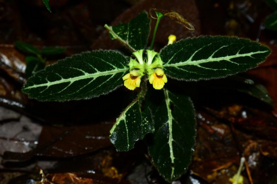 圖為美脈假糙蘇。（廣西壯族自治區(qū)中醫(yī)藥研究院供圖）