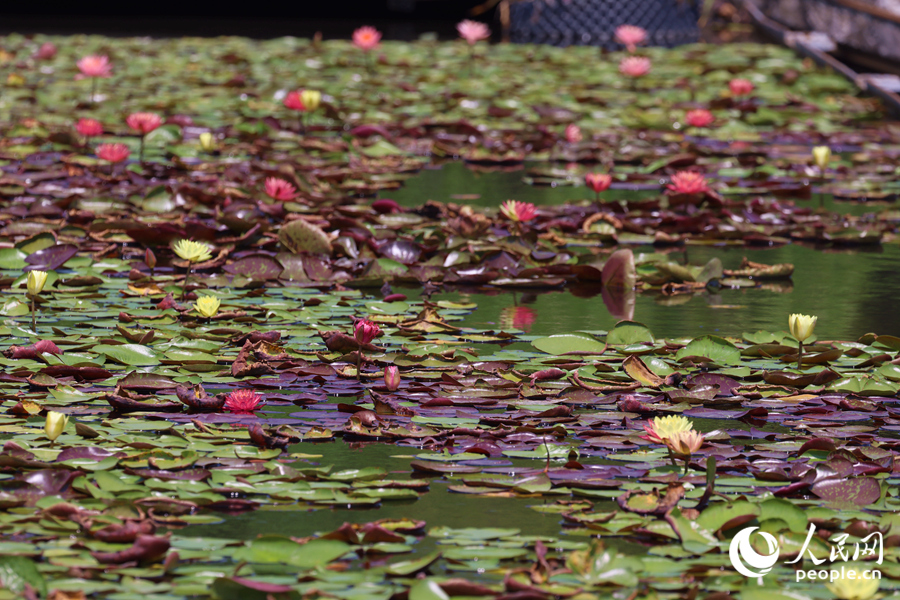 藏在繁花深處的3朵雙色睡蓮。人民網(wǎng)記者 陳博攝