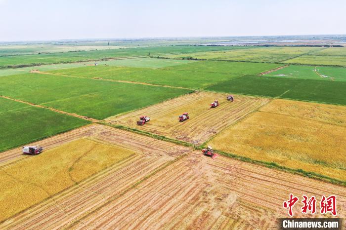 圖為在南昌縣大田農(nóng)社，收割機(jī)正在收割早稻?！⒘?攝