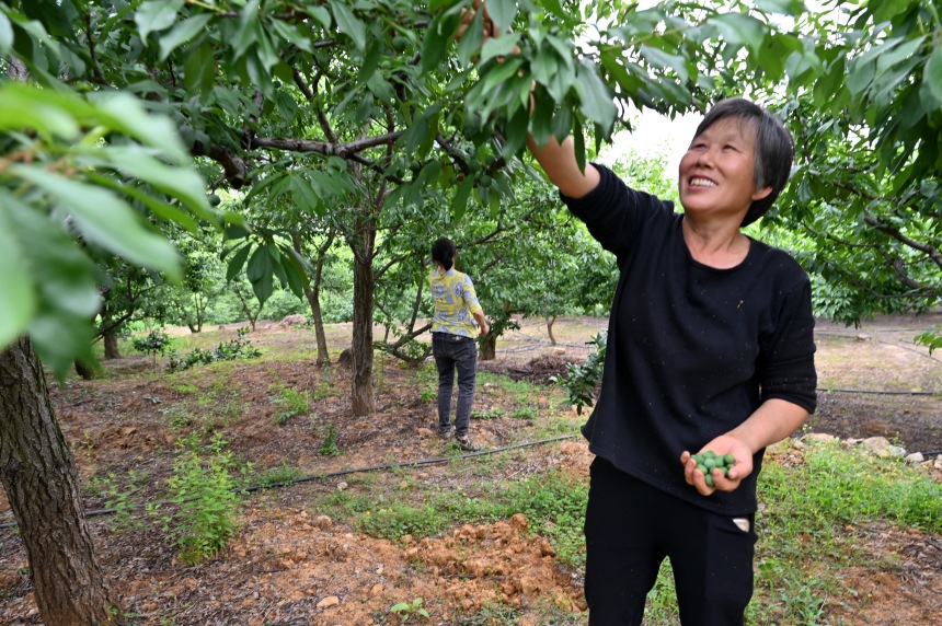 村民們搶抓農時，忙著為脆李樹疏果。鄒樂攝