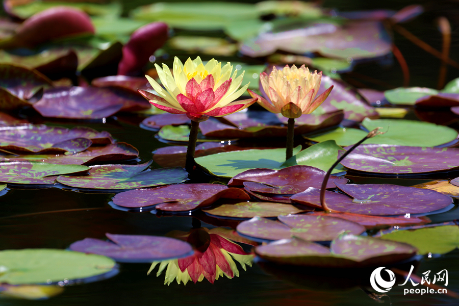 雙色睡蓮與翠綠的蓮葉、清澈的池水相映成畫(huà)。人民網(wǎng)記者 陳博攝