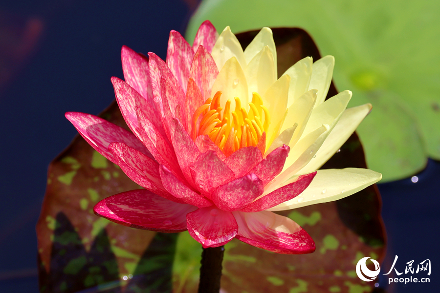 廈門(mén)海灣公園中，雙色睡蓮嬌艷欲滴。人民網(wǎng)記者 陳博攝