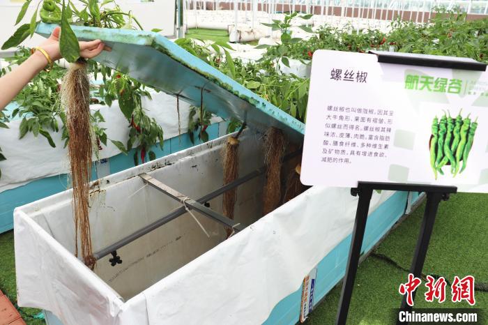 圖為在南昌市紅谷灘區(qū)元宇宙·VR數(shù)字農(nóng)業(yè)示范基地氣霧培養(yǎng)車間里，螺絲椒長(zhǎng)勢(shì)良好?！⌒苠\陽 攝