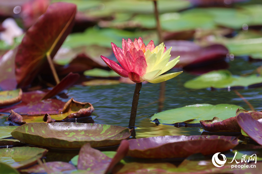 亭亭玉立于水中央的雙色睡蓮。人民網(wǎng)記者 陳博攝