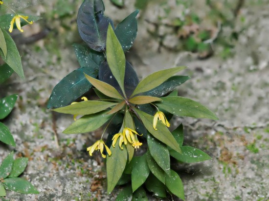 圖為洞生香草。（廣西壯族自治區(qū)中醫(yī)藥研究院供圖）