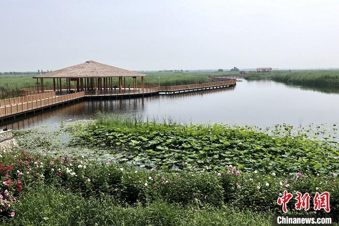 從完成頂層設(shè)計到如火如荼大規(guī)模建設(shè)，六年來，雄安新區(qū)如春天的竹子一般拔節(jié)生長，這座承載千年大計的“未來之城”已雄姿初顯。從“一張白紙”開始著墨，如今的雄安新區(qū)已是濃墨重彩的“山水畫”。<a target='_blank' href='/'>中新社</a>記者近日走訪了雄安新區(qū)多地，從“藍綠金”三色感受這座“未來之城”的巨大變化。圖為7月20日，河北白洋淀上荷花滿淀、蘆花搖曳。 <a target='_blank' href='/'>中新社</a>記者 易海菲 攝