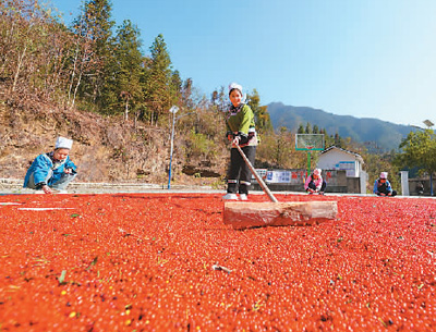 貴州省黔東南苗族侗族自治州榕江縣依托豐富的森林資源，大力發(fā)展林下草珊瑚中藥材種植等林下經(jīng)濟(jì)，實(shí)現(xiàn)農(nóng)民增收、林業(yè)增效。圖為榕江縣興華水族鄉(xiāng)星月村草珊瑚種植基地內(nèi)，村民在采收、晾曬草珊瑚果。 周光勝攝（人民視覺(jué)）